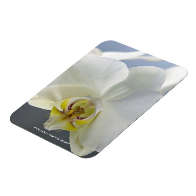 Vit orkidéblomma magnet (Vänstra Sidan)