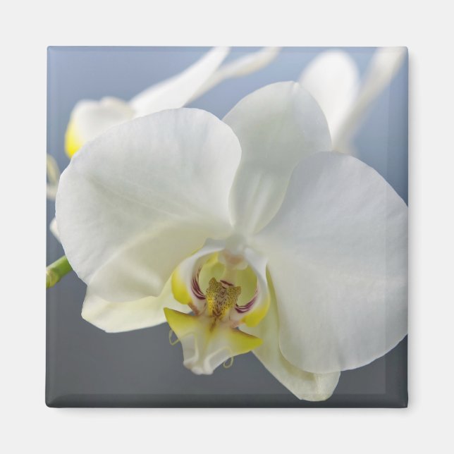 Vit orkidéblomma magnet (Framsidan)