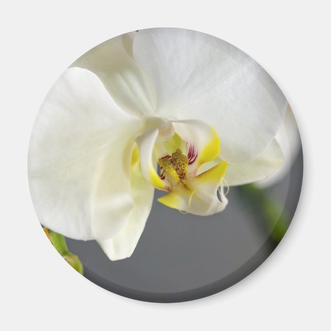 Vit orkidéblomma magnet (Framsidan)