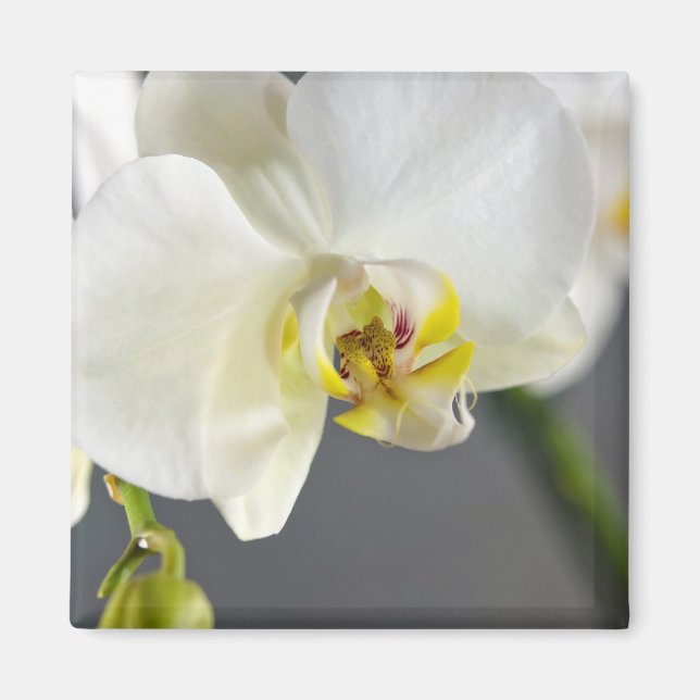 Vit orkidéblomma magnet (Framsidan)