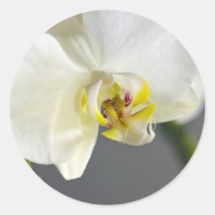 Vit orkidéblomma runt klistermärke
