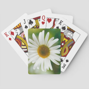Vit Oxeye-Daisy - Leucanthemum vulgare Casinokort