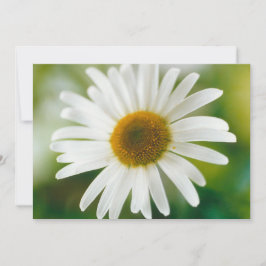 Vit Oxeye-Daisy - Leucanthemum vulgare Inbjudningar