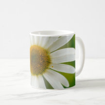 Vit Oxeye-Daisy - Leucanthemum vulgare