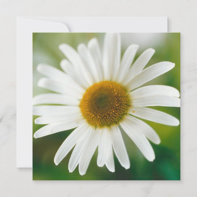 Vit Oxeye-Daisy - Leucanthemum vulgare Kort (Framsida)