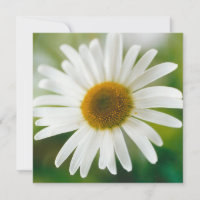 Vit Oxeye-Daisy - Leucanthemum vulgare