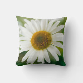 Vit Oxeye-Daisy - Leucanthemum vulgare Kudde