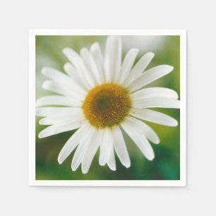 Vit Oxeye-Daisy - Leucanthemum vulgare Pappersservett