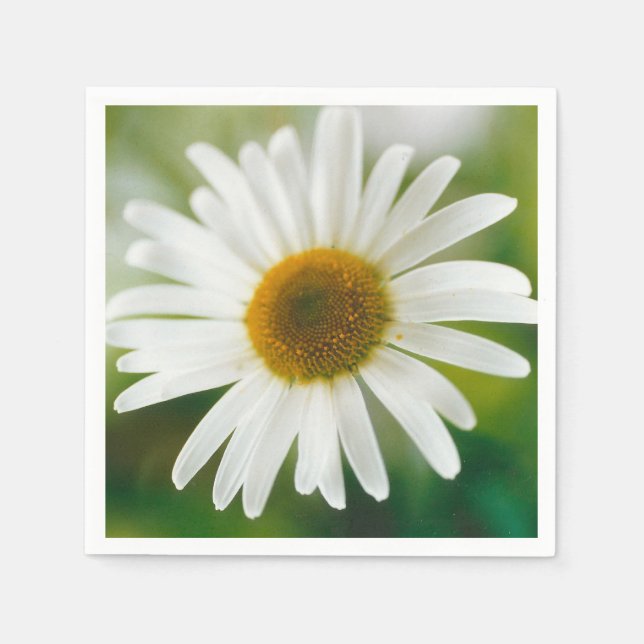 Vit Oxeye-Daisy - Leucanthemum vulgare Pappersservett (Framsidan)