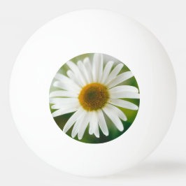 Vit Oxeye-Daisy - Leucanthemum vulgare Pingisboll
