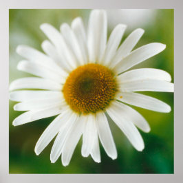 Vit Oxeye-Daisy - Leucanthemum vulgare Poster