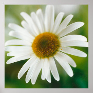 Vit Oxeye-Daisy - Leucanthemum vulgare Poster