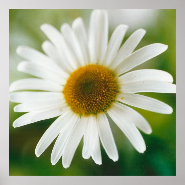Vit Oxeye-Daisy - Leucanthemum vulgare Poster (Framsidan)