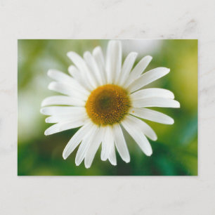 Vit Oxeye-Daisy - Leucanthemum vulgare Vykort
