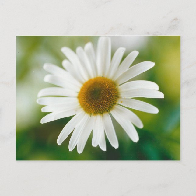 Vit Oxeye-Daisy - Leucanthemum vulgare Vykort (Framsida)