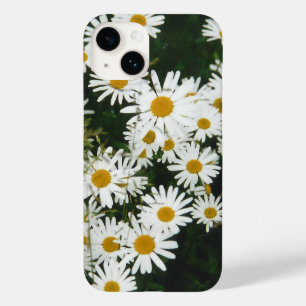 Vit Oxeye-Daisy, Måne Daisy Meadow