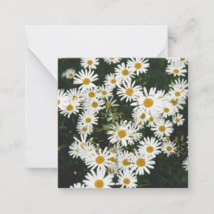Vit Oxeye-Daisy, Måne Daisy Meadow Anteckningskort