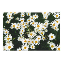 Vit Oxeye-Daisy, Måne Daisy Meadow Fototryck