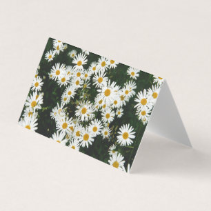 Vit Oxeye-Daisy, Måne Daisy Meadow Kort