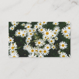 Vit Oxeye-Daisy, Måne Daisy Meadow Tilläggskort