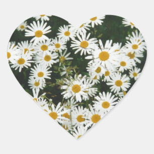Vit Oxeye Daisy Meadow Hjärtformat Klistermärke