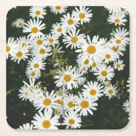 Vit Oxeye Daisy Meadow Underlägg Papper Kvadrat