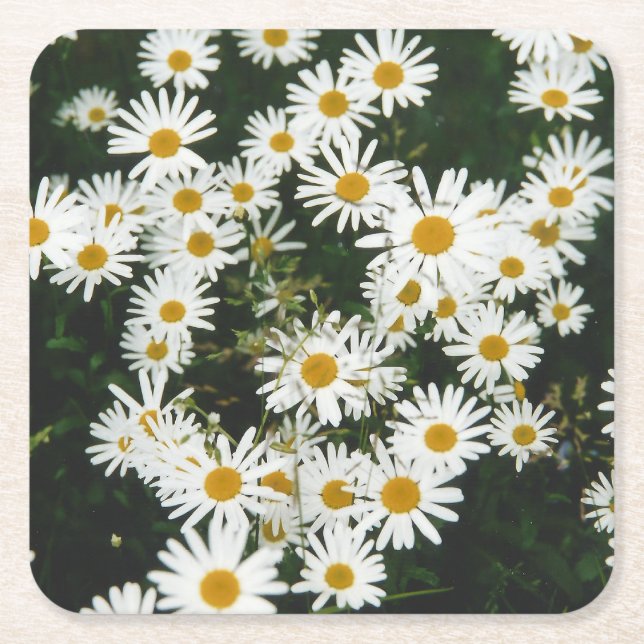 Vit Oxeye Daisy Meadow Underlägg Papper Kvadrat (Framsidan)