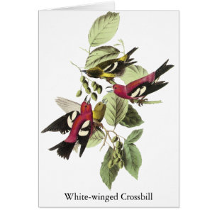 Vit-påskyndad Crossbill - John James Audubon Hälsningskort
