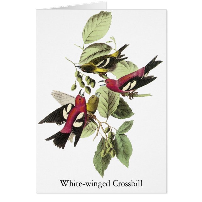 Vit-påskyndad Crossbill - John James Audubon Hälsningskort (Framsidan)