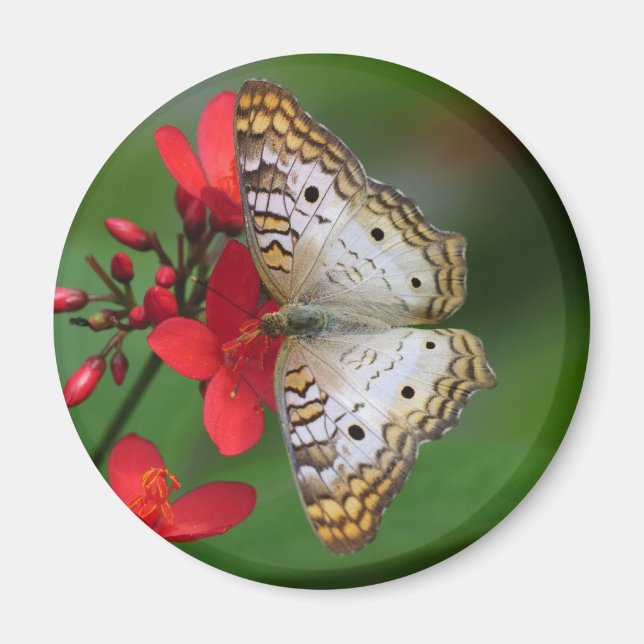 Vit Peacock Butterfly Floral Photography Magnet (Framsidan)