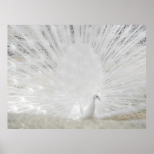 Vit peacock, Fantastisk Photograph Poster