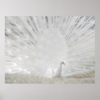 Vit peacock, Fantastisk Photograph Poster
