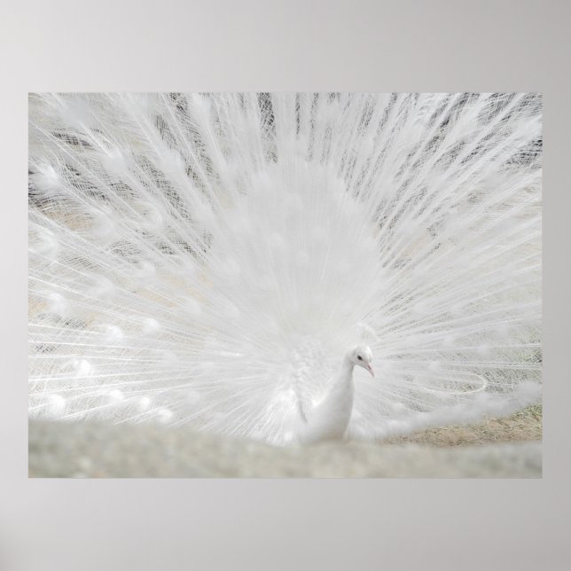 Vit peacock, Fantastisk Photograph Poster (Framsidan)