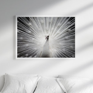 Vit peacock-fotografi Poster