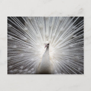 Vit Peacock med Feathers Fkonserverad Vykort