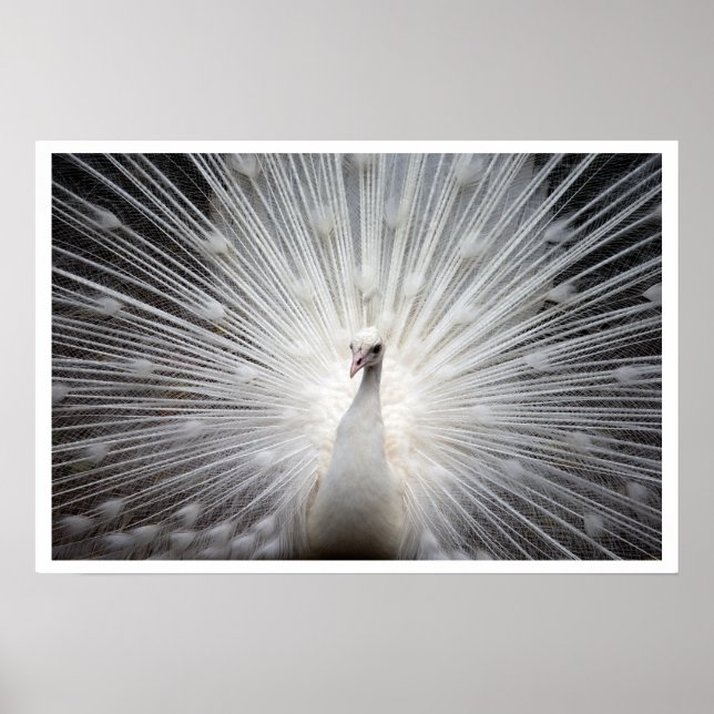Vit Peacock med fjädrar som föds ut Poster (Framsidan)