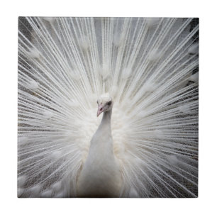 Vit Peacock med konserverade fjädrar Kakelplatta