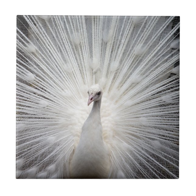 Vit Peacock med konserverade fjädrar Kakelplatta (Framsidan)