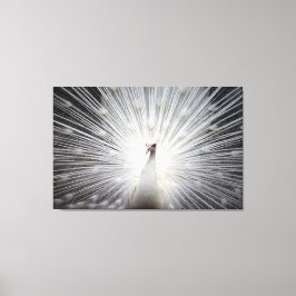 Vit Peacock på premium Wrapped Canvas (glapp)