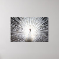 Vit Peacock på premium Wrapped Canvas (glapp)