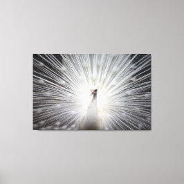 Vit Peacock på premium Wrapped Canvas (glapp)