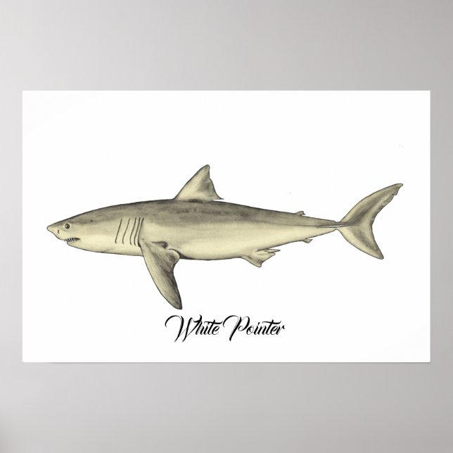 Vit pekare Shark Poster (Framsidan)