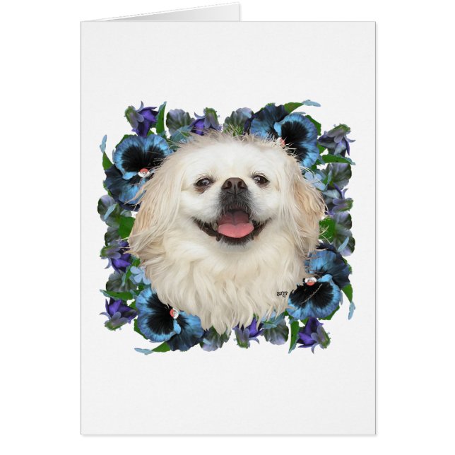 Vit Pekingese med penséer Hälsningskort (Framsidan)