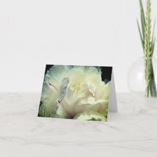 Vit Peony kronblad Blomma Fotografi  Anteckningskort