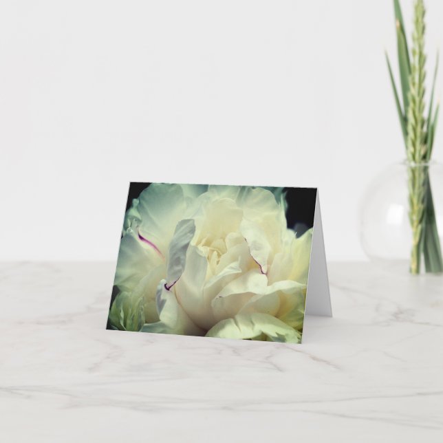 Vit Peony kronblad Blomma Fotografi  Anteckningskort (Framsida)