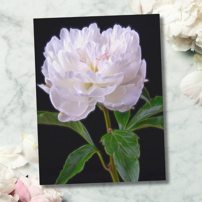 Vit Peony På Svart Bakgrund Postkort Vykort (Enhance any space with this sophisticated, minimalist white peony on black background.)