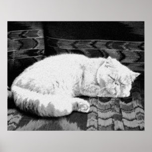 Vit persisk sovande katt poster
