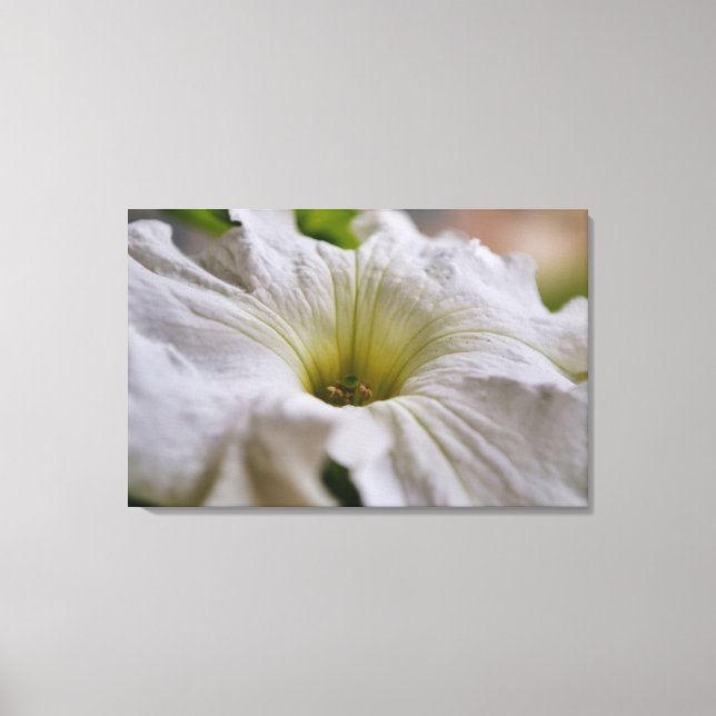 Vit Petunia Flower Photographic Art Canvastryck (Framsida)