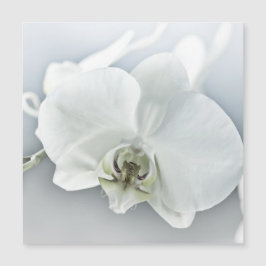 Vit Phalaenopsis Orkidé