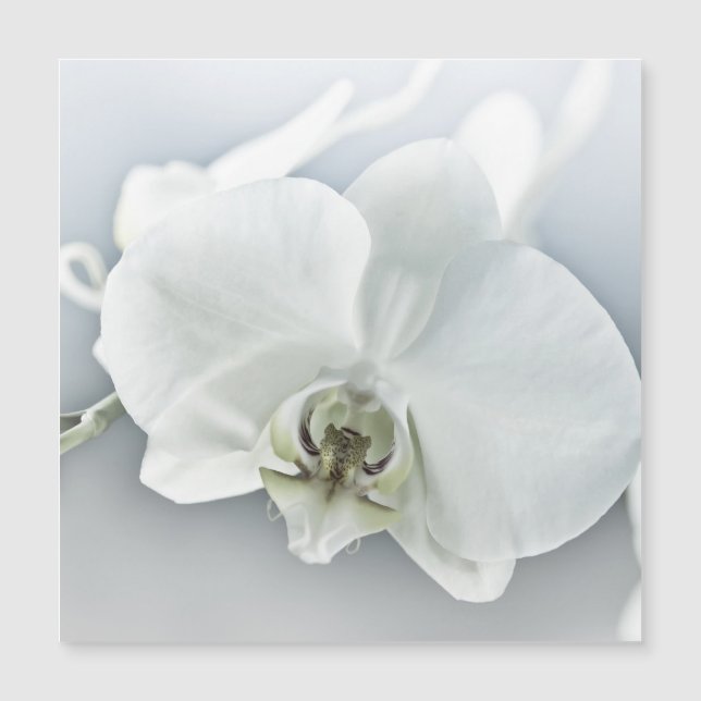 Vit Phalaenopsis Orkidé (Framsida)